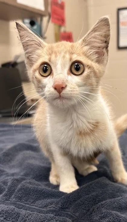 A baby small-sized female Domestic Short Hair cat named Strawberry Sunrise for adoption in Fishers, IN