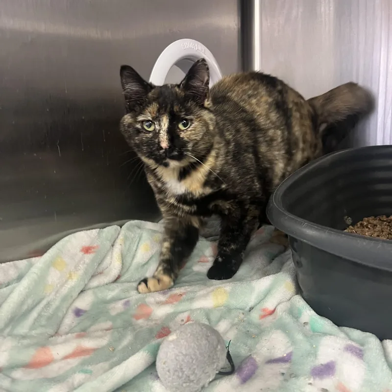 Lysandra thumbnail 2