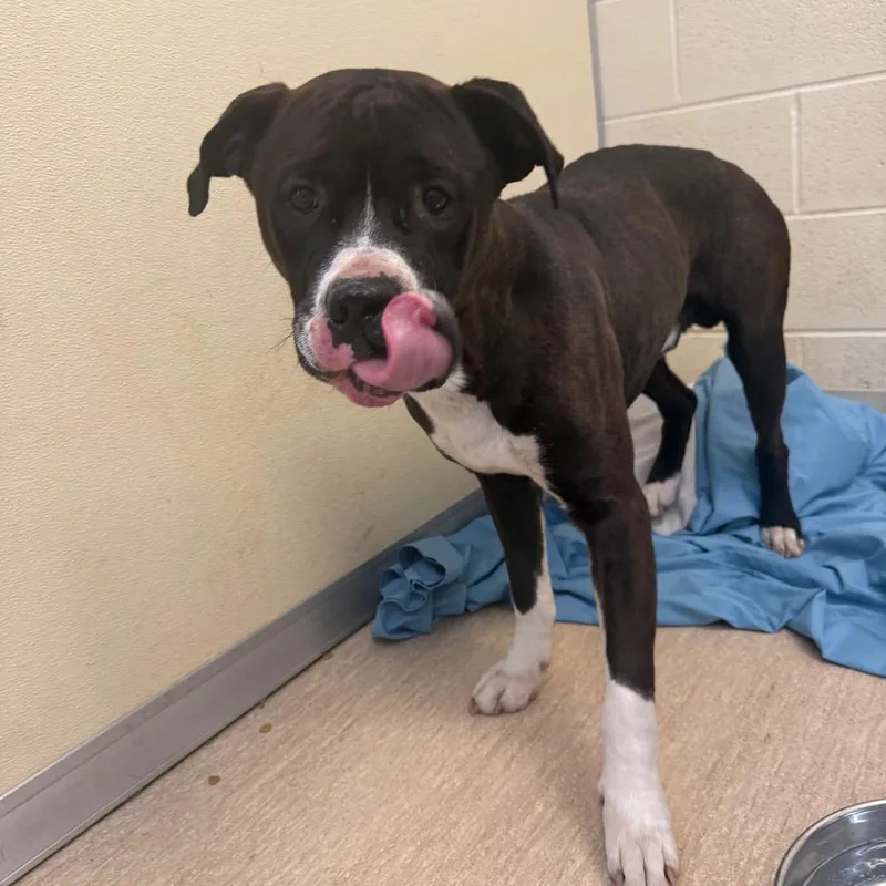 An adult large-sized male Black Mixed Breed dog named Baby Eros for adoption in Red House, WV