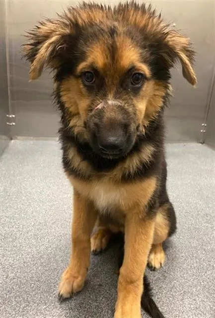 A baby large-sized male Mixed Breed dog named Ace for adoption in Dallas, TX