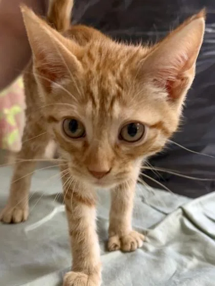 A young small-sized male Domestic Short Hair cat named Elmo for adoption in San Antonio, TX