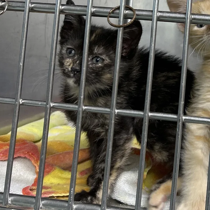 A baby small-sized female Tortoiseshell Domestic Short Hair cat named Keropi for adoption in Leander, TX