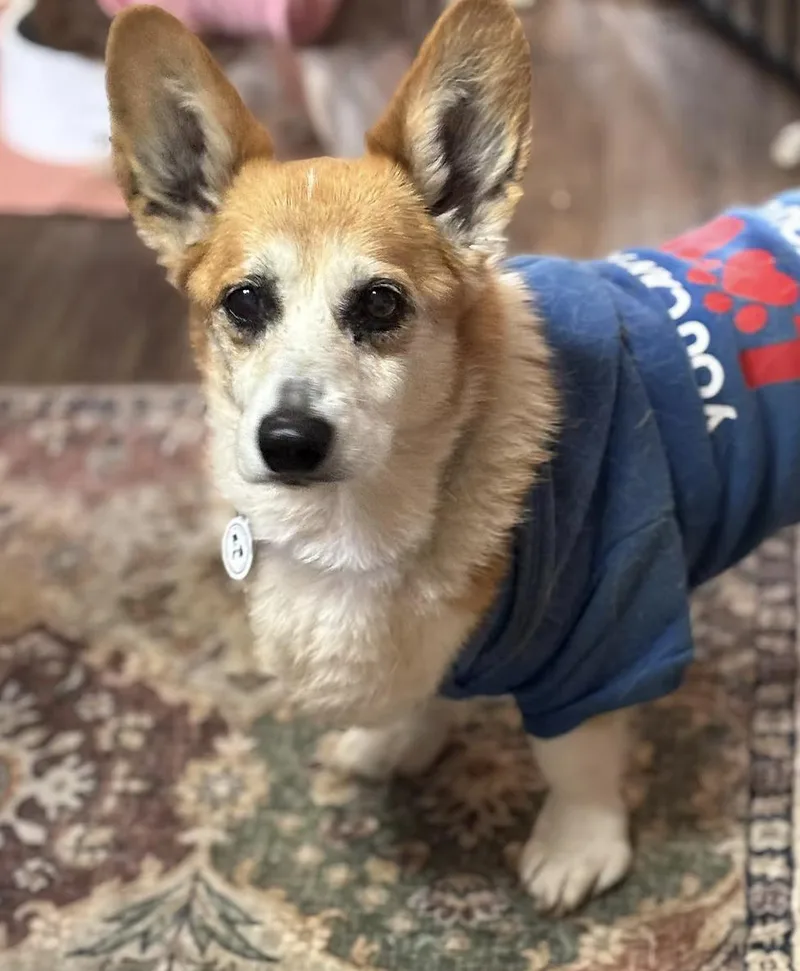 An adult medium-sized male Pembroke Welsh Corgi dog named Edgar Allen for adoption in Arlington, TX