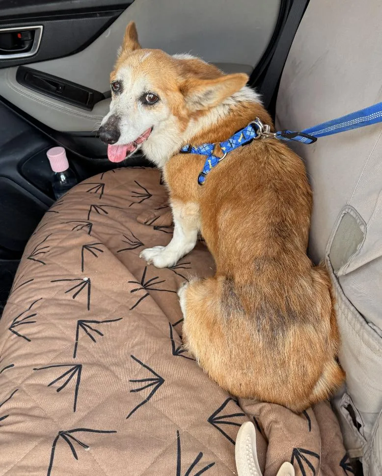 Edgar Allen thumbnail 2