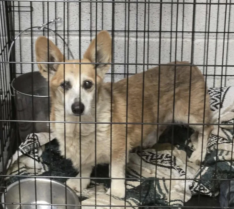 Edgar Allen thumbnail 6