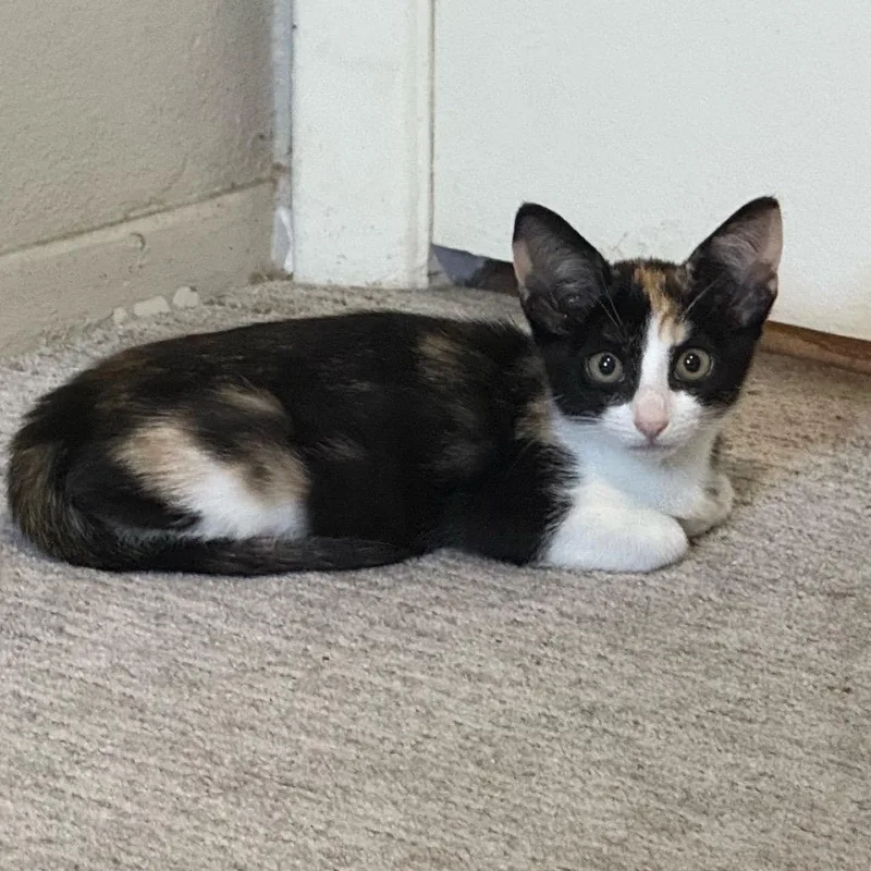 A baby small-sized female Calico Domestic Short Hair cat named Louise for adoption in Port Richey, FL