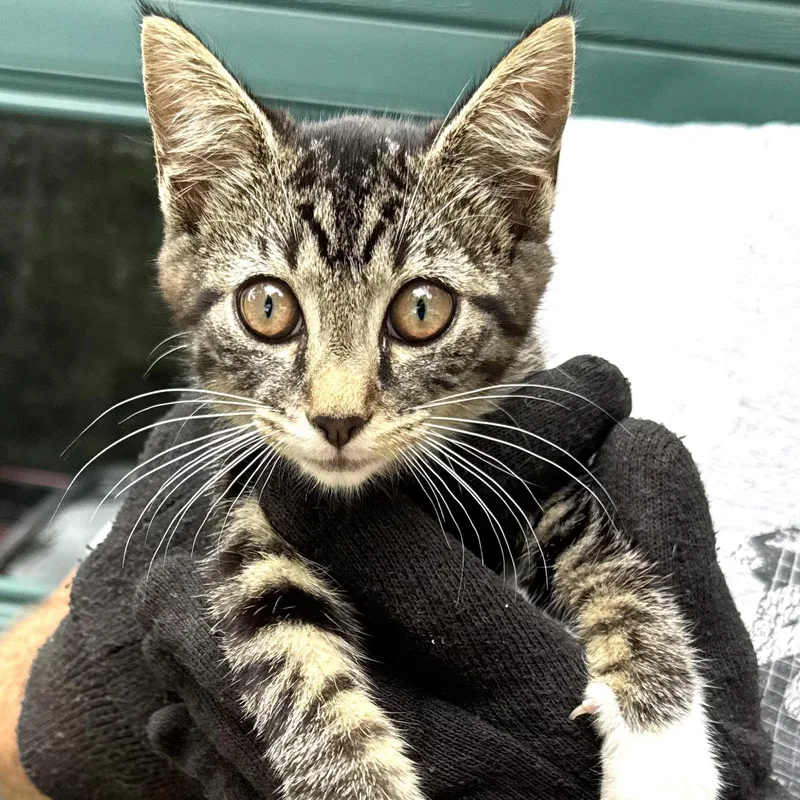 Mittensgirls thumbnail 2