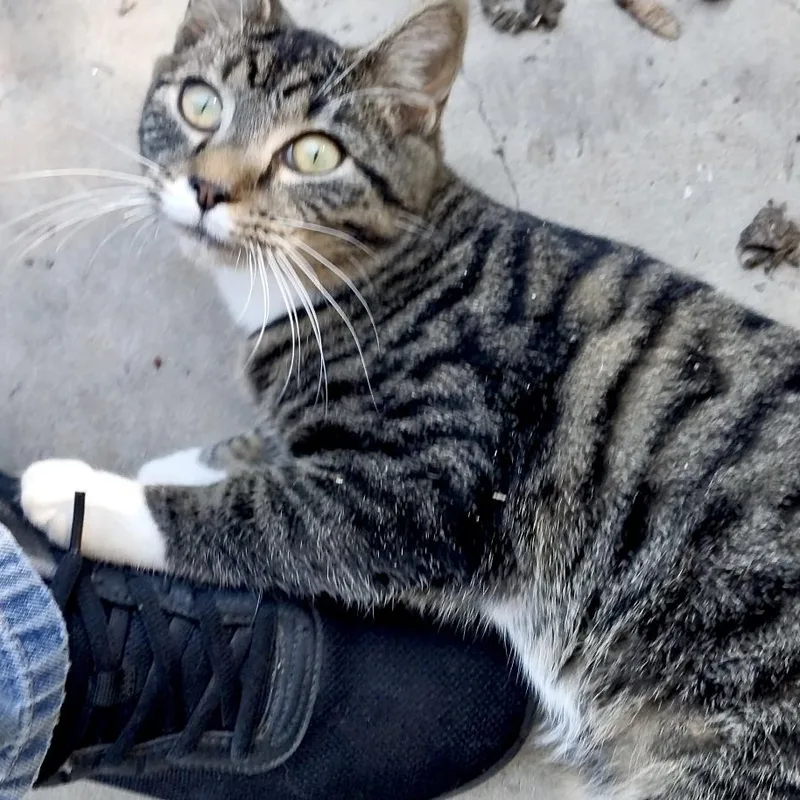 Mittensgirls thumbnail 3