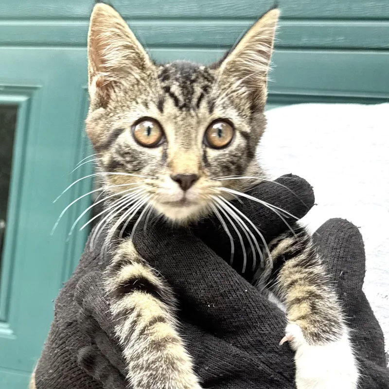 Mittensgirls thumbnail 4