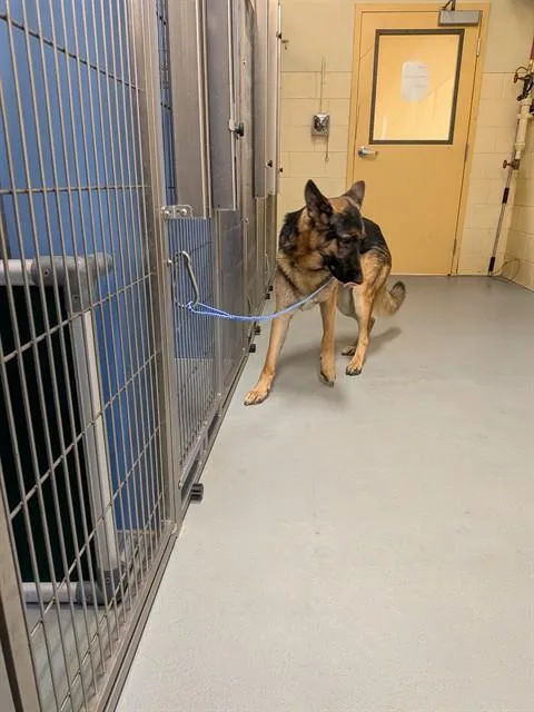 A young large-sized male German Shepherd Dog dog named Gizmo for adoption in South Lake Tahoe, CA