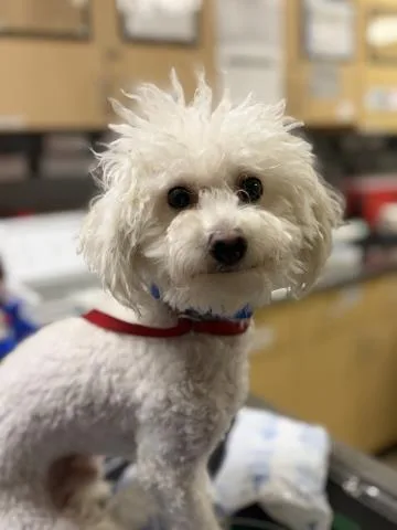 A young small-sized male Poodle dog named Howy for adoption in Riverside, CA
