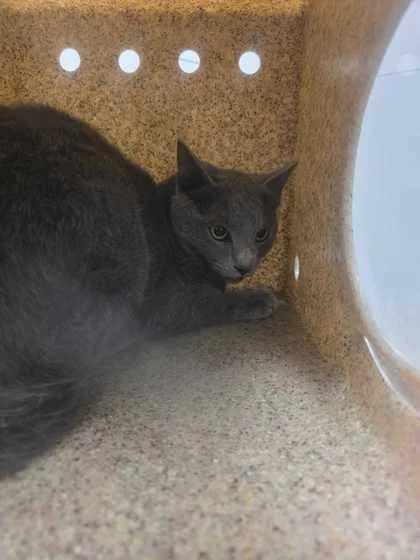A young medium-sized male Domestic Short Hair cat named Belize for adoption in Sevierville, TN
