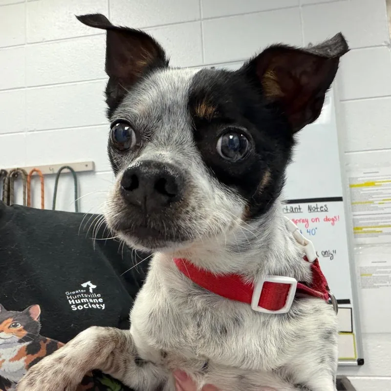 A senior small-sized male Gray / Blue / Silver Jack Russell Terrier dog named Mozzie for adoption in Huntsville, AL