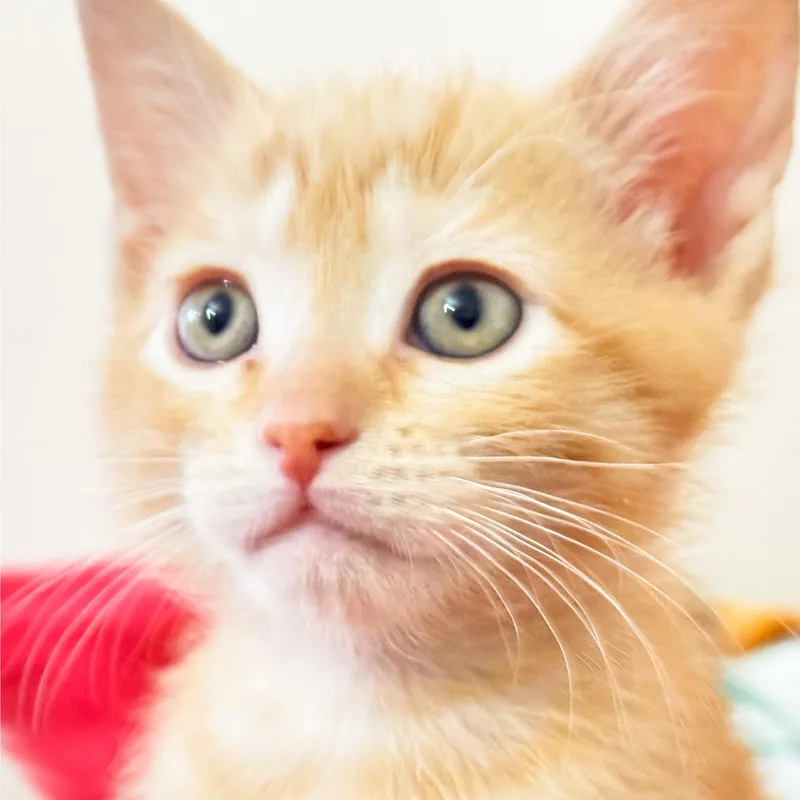 A baby small-sized male Domestic Short Hair cat named Samwise [and Frodo] for adoption in Santa Fe, NM