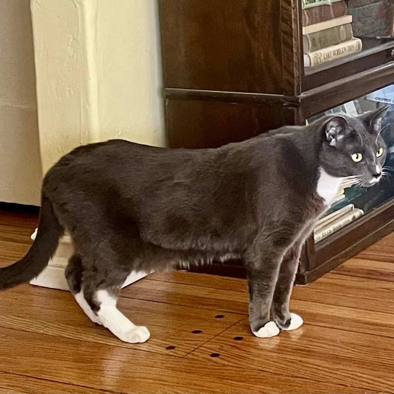 An adult small-sized male Gray / Blue / Silver Domestic Short Hair cat named Whisker Biscuit for adoption in Los Angeles, CA