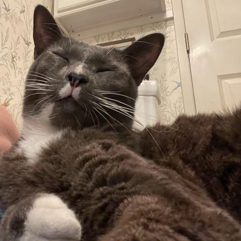 Whisker Biscuit thumbnail 2