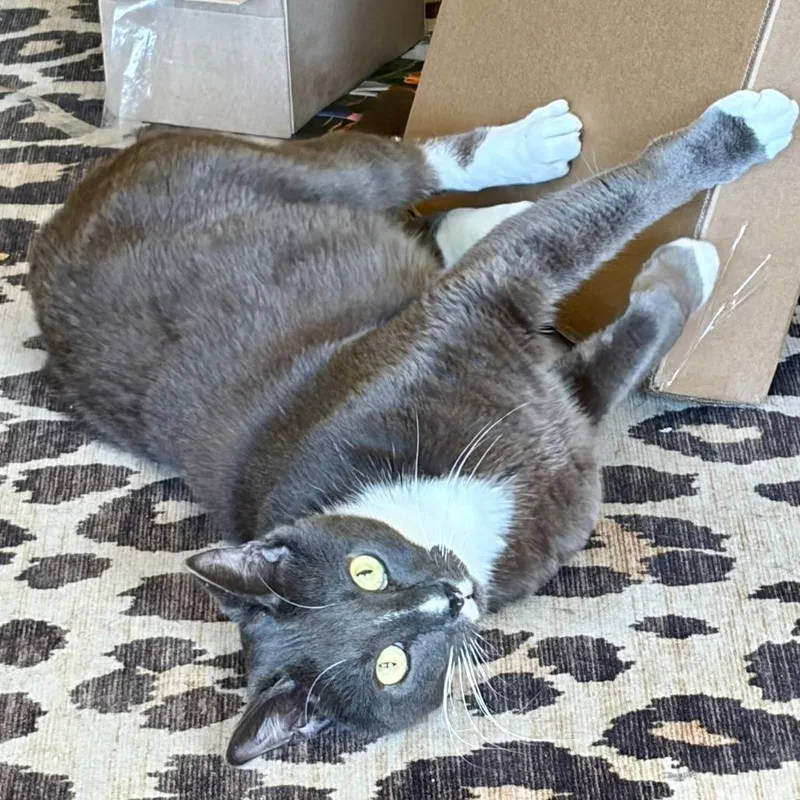 Whisker Biscuit thumbnail 3