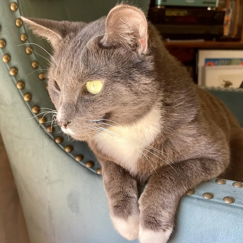 Whisker Biscuit thumbnail 4