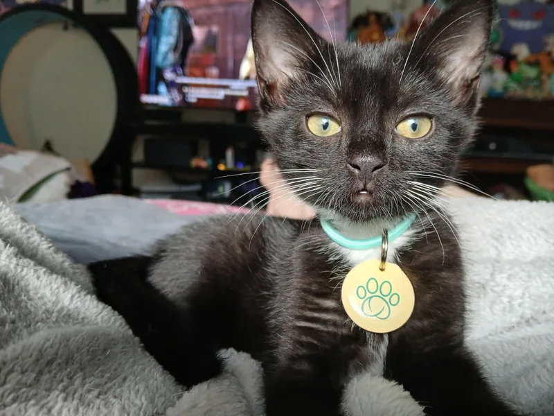 A baby medium-sized male Black & White / Tuxedo Tuxedo cat named Zeno for adoption in Albuquerque, NM