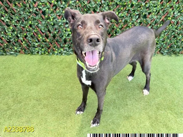 A young large-sized female Mixed Breed dog named Marla for adoption in West Palm Beach, FL