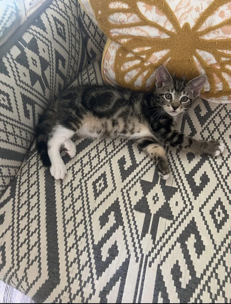 A baby small-sized male Tabby cat named Enos C Harrel for adoption in Saunderstown, RI