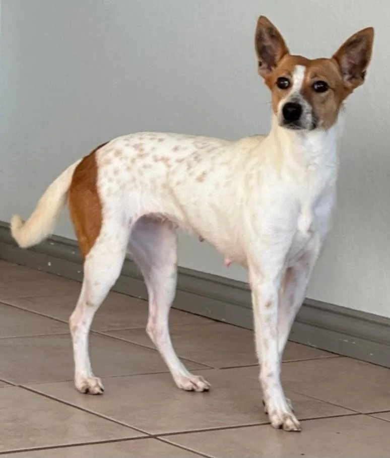 An adult small-sized female White / Cream Terrier dog named June for adoption in Houston, TX