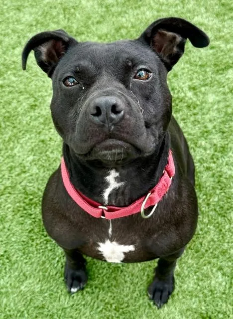 A young medium-sized female Staffordshire Bull Terrier dog named Coral for adoption in Sarasota, FL
