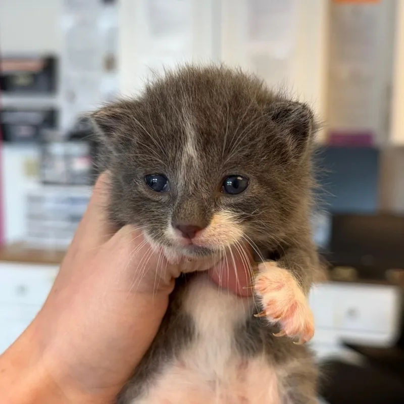 A baby small-sized male Black Domestic Short Hair cat named Ferris Wheel for adoption in Austin, TX