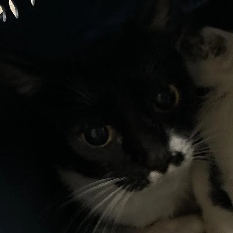 A young small-sized female Black Domestic Short Hair cat named Jessica for adoption in Leander, TX