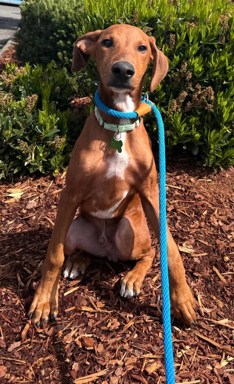 A young large-sized male Doberman Pinscher dog named Flint for adoption in Bothell, WA