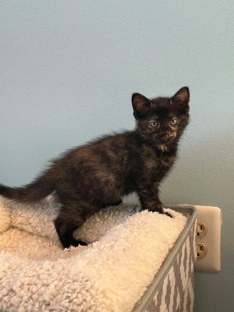 A baby small-sized female Tortoiseshell Domestic Short Hair cat named Mocha for adoption in Skippack, PA