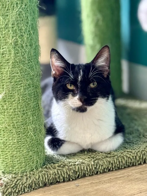 An adult medium-sized male Tuxedo cat named Fritzy for adoption in Scottsburg, IN
