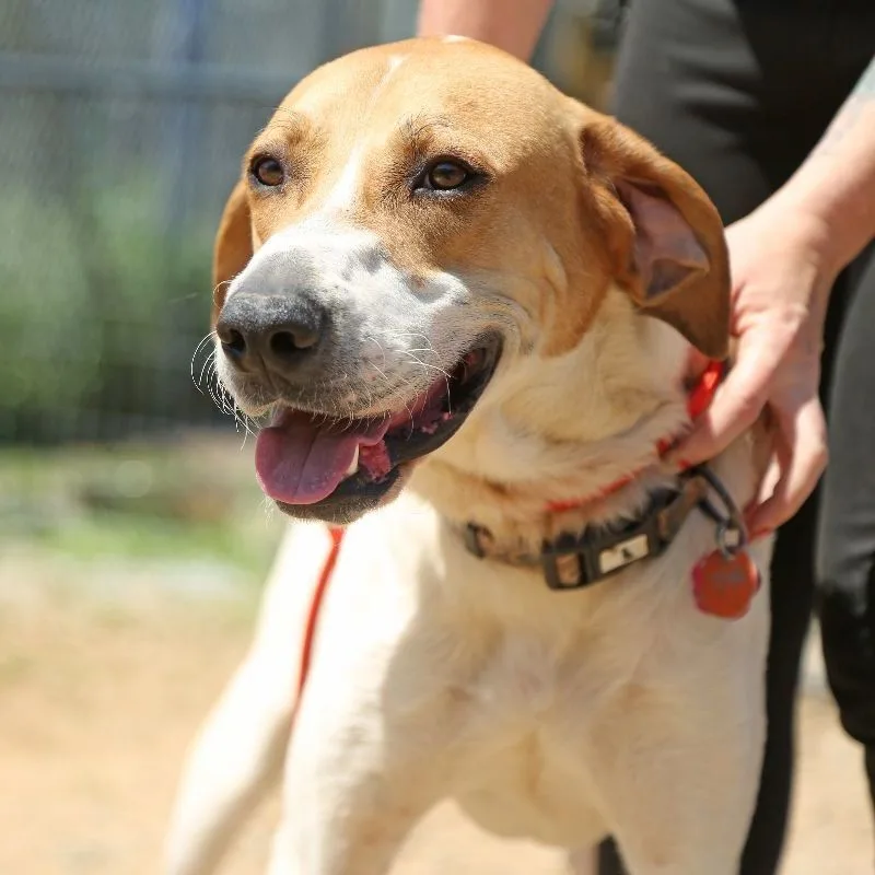 An adult large-sized male Red / Chestnut / Orange English Foxhound dog named Jimmy for adoption in Columbia, SC