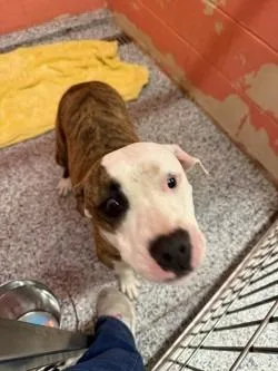 A young medium-sized female Pit Bull Terrier dog named Claudia for adoption in Little Elm, TX
