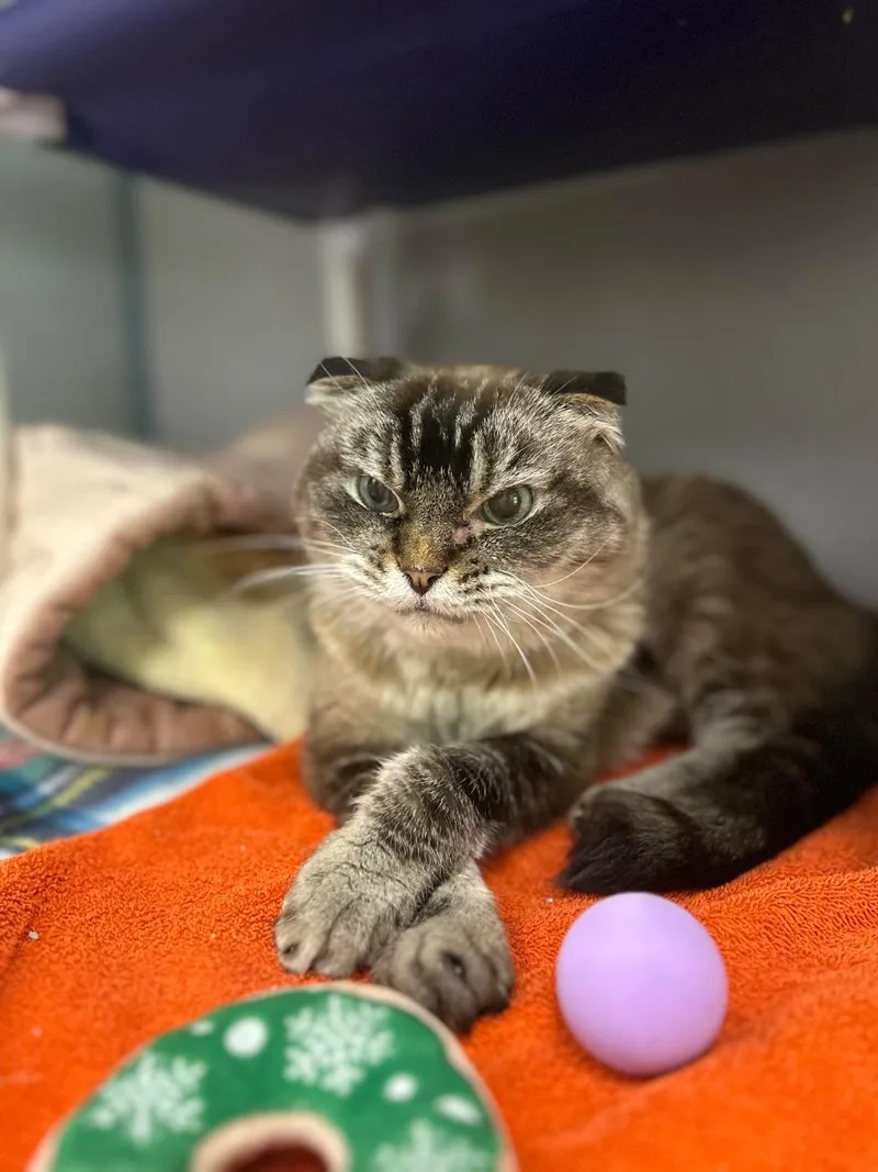 A senior medium-sized male Tabby (Gray / Blue / Silver) Balinese cat named Louie for adoption in Raleigh, NC