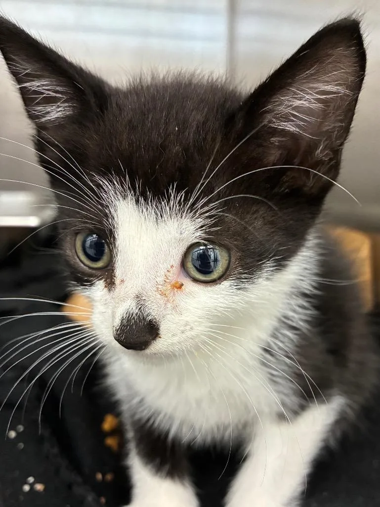 A baby small-sized male Domestic Short Hair cat named Orville for adoption in Hartsville, SC