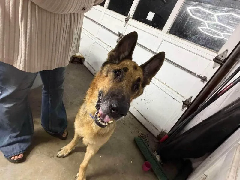 A senior large-sized male Black German Shepherd Dog dog named Harvey for adoption in Georgetown, OH