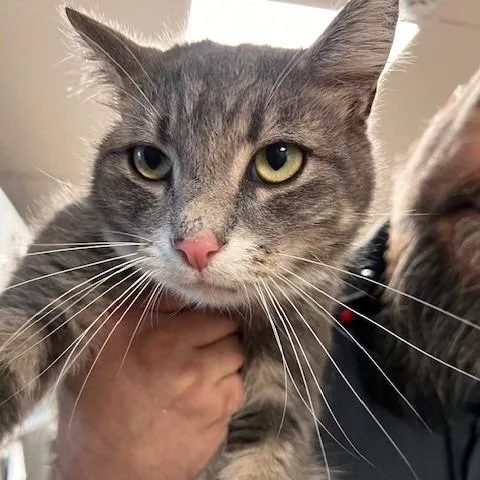 An adult medium-sized male Gray / Blue / Silver Domestic Medium Hair cat named Johnny Boy for adoption in Bartlett, TN