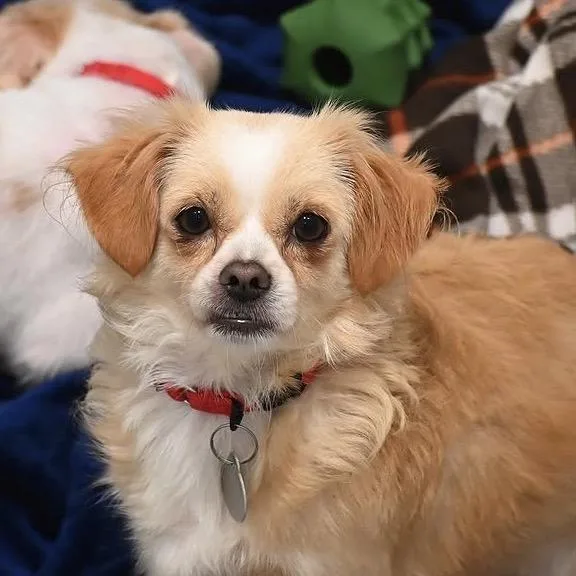 An adult small-sized female Chihuahua dog named Evie for adoption in Cumming, GA