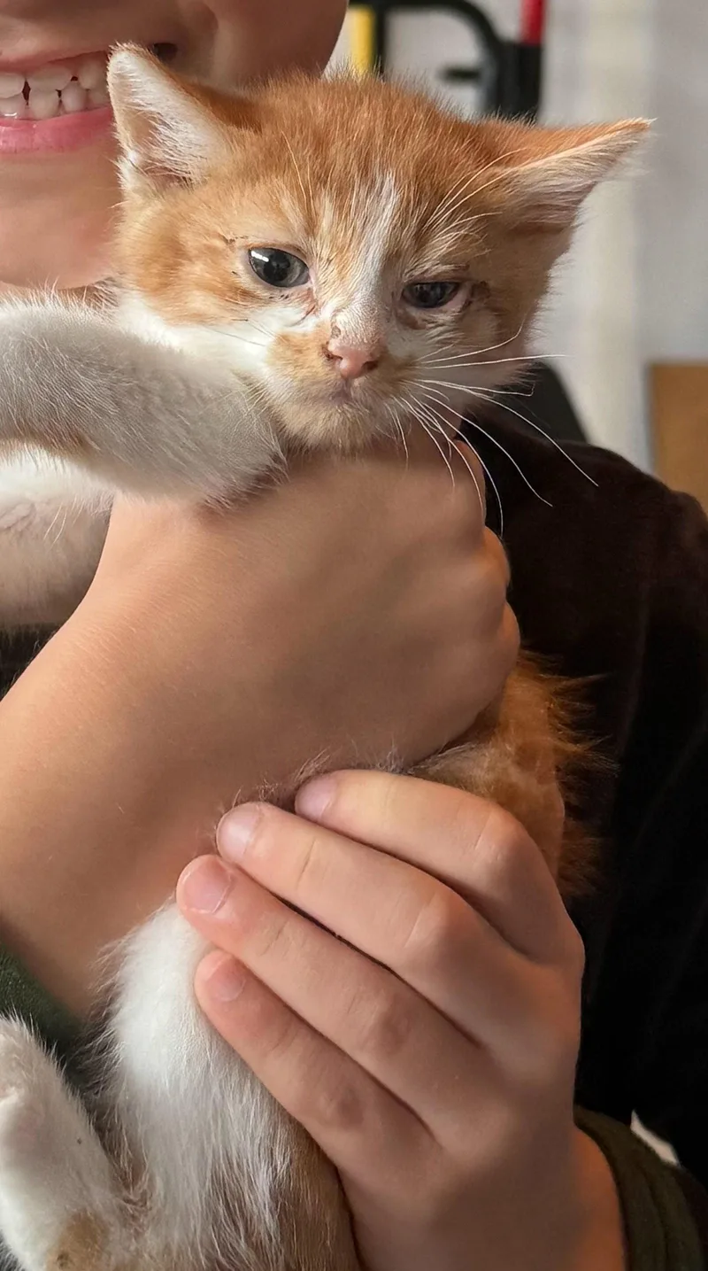 A baby medium-sized male Orange & White Domestic Short Hair cat named Bradley for adoption in Forest, VA