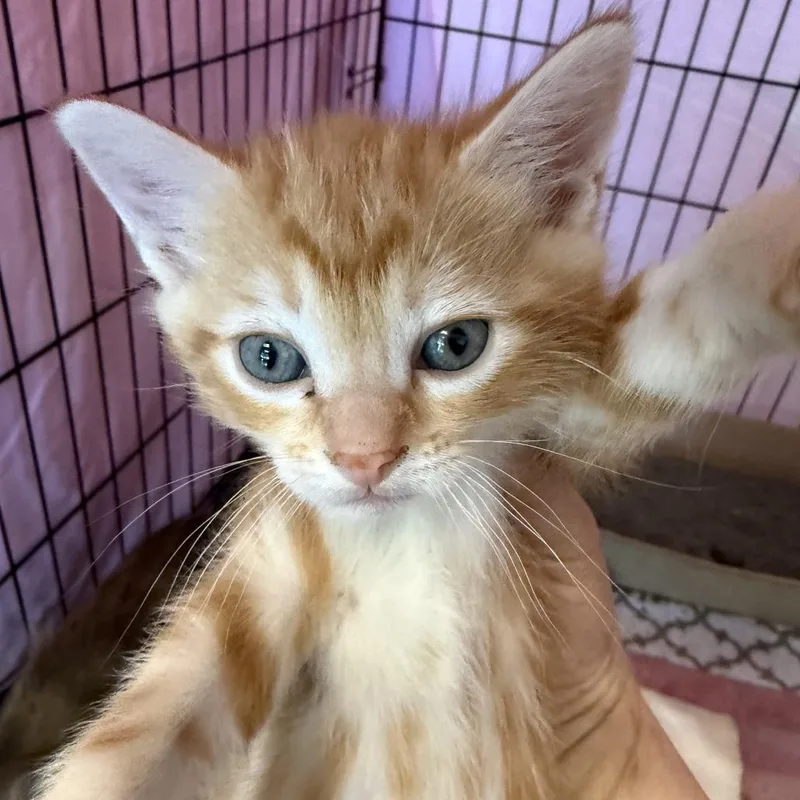 A baby small-sized male Orange / Red Domestic Short Hair cat named Wendel for adoption in Austin, TX