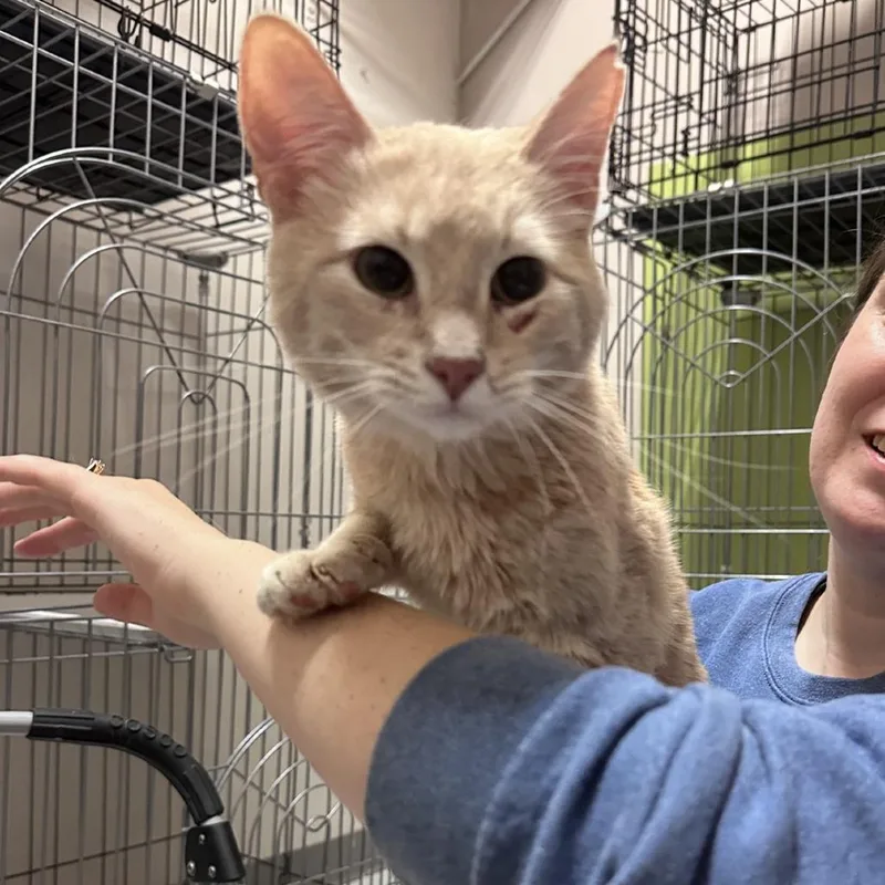 A young medium-sized male Orange / Red Domestic Short Hair cat named Yuk for adoption in Branson, MO