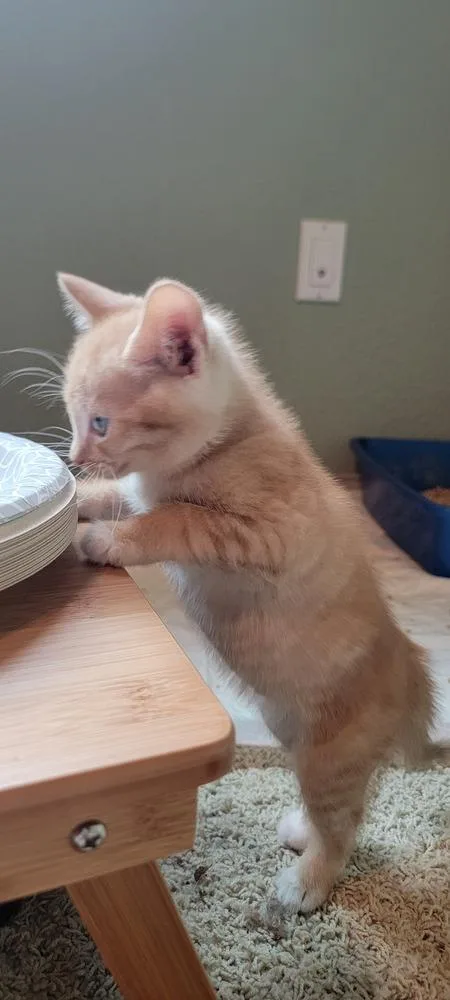 A baby medium-sized male Domestic Short Hair cat named Mordecai for adoption in Bellingham, WA