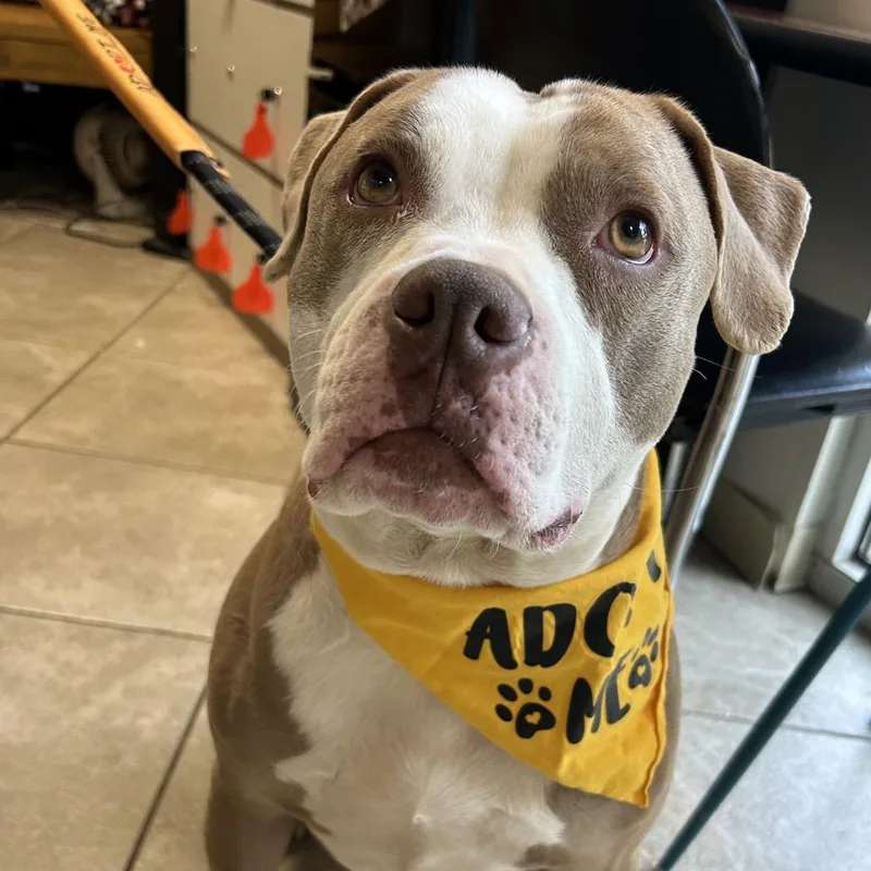 An adult large-sized male Brown / Chocolate Mixed Breed dog named Mr. Ray for adoption in Chattanooga, TN