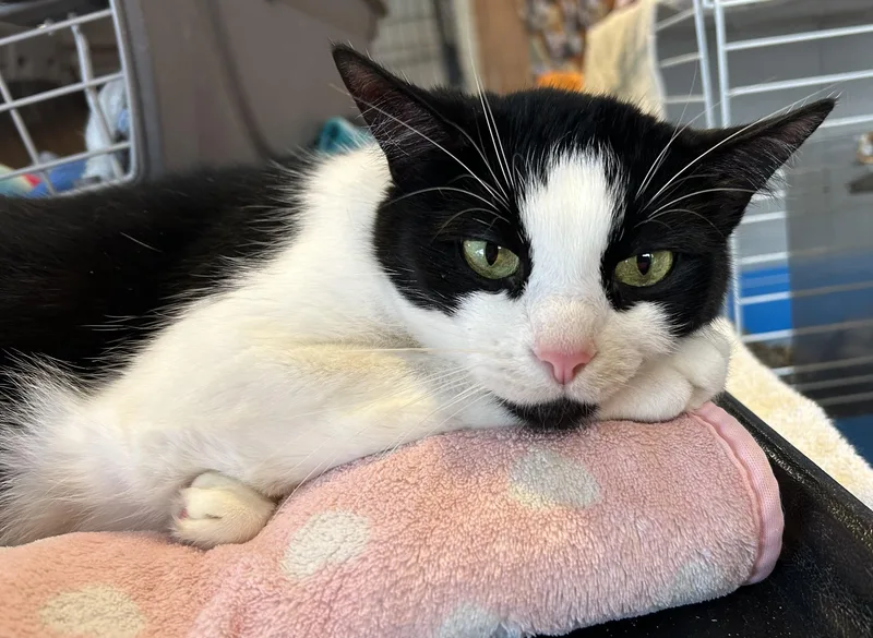 An adult medium-sized female Black & White / Tuxedo Domestic Short Hair cat named Tapestry for adoption in La Salle, IL
