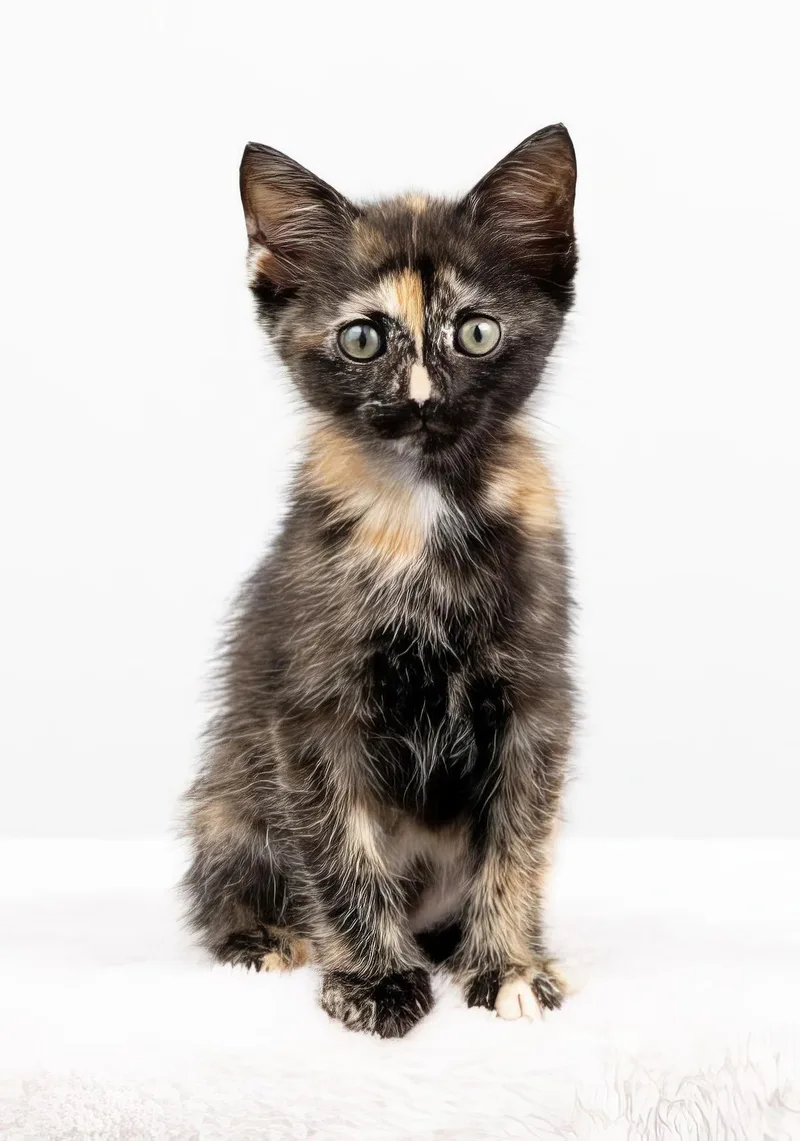 A baby medium-sized female Tortoiseshell Domestic Short Hair cat named Tortellini for adoption in Nashville, TN