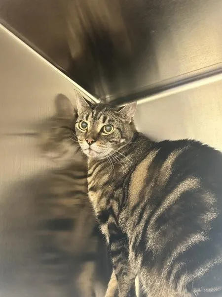 A senior medium-sized male Domestic Short Hair cat named Jasper for adoption in Stratham, NH