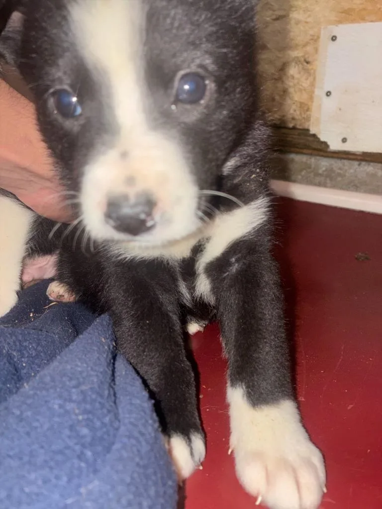 A baby medium-sized female Australian Shepherd dog named Mercy for adoption in Thompson Falls, MT