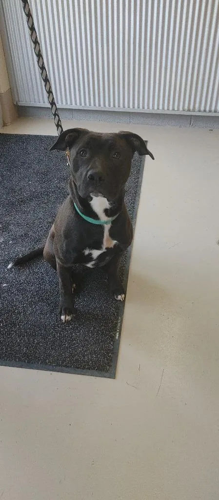 An adult medium-sized male Pit Bull Terrier dog named Puckfinley for adoption in Johnson City, TN
