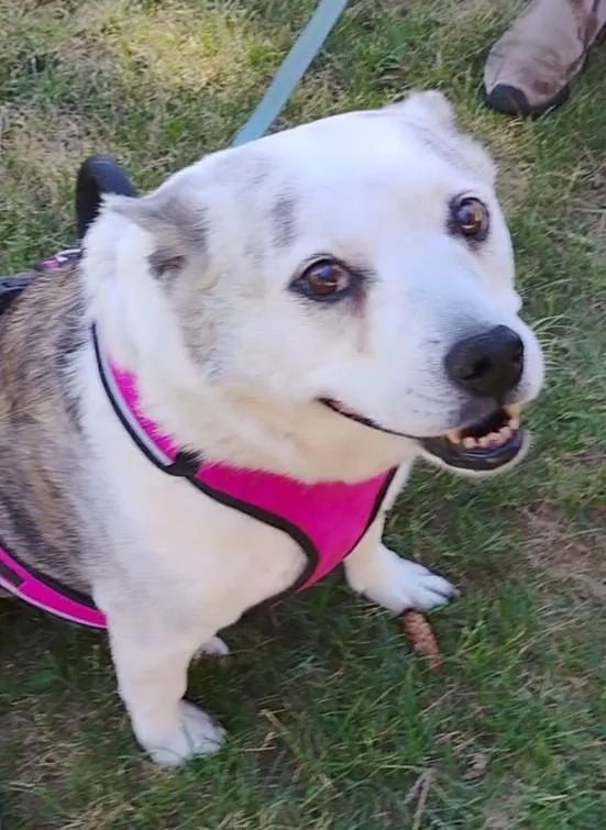 A senior medium-sized female Tricolor (Brown, Black, & White) Australian Cattle Dog / Blue Heeler dog named Chuey for adoption in Cortez, CO